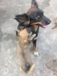 Caramelo