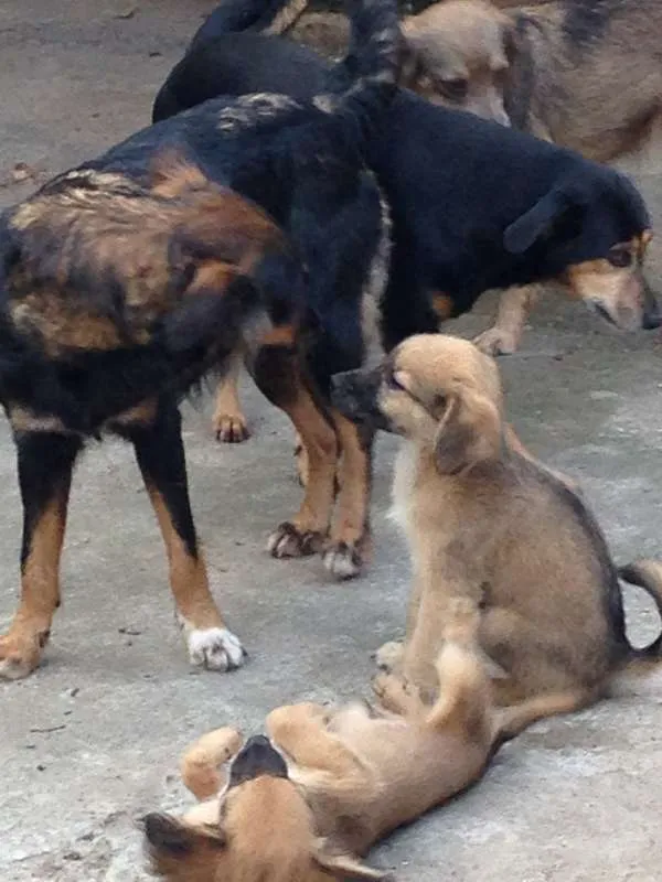 Cachorro ra a  idade 2 a 6 meses nome Caramelo