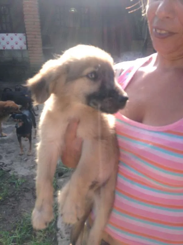 Cachorro ra a  idade 2 a 6 meses nome Caramelo