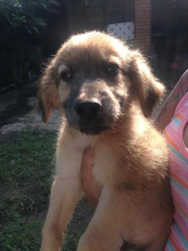 Cachorro ra a  idade 2 a 6 meses nome Caramelo
