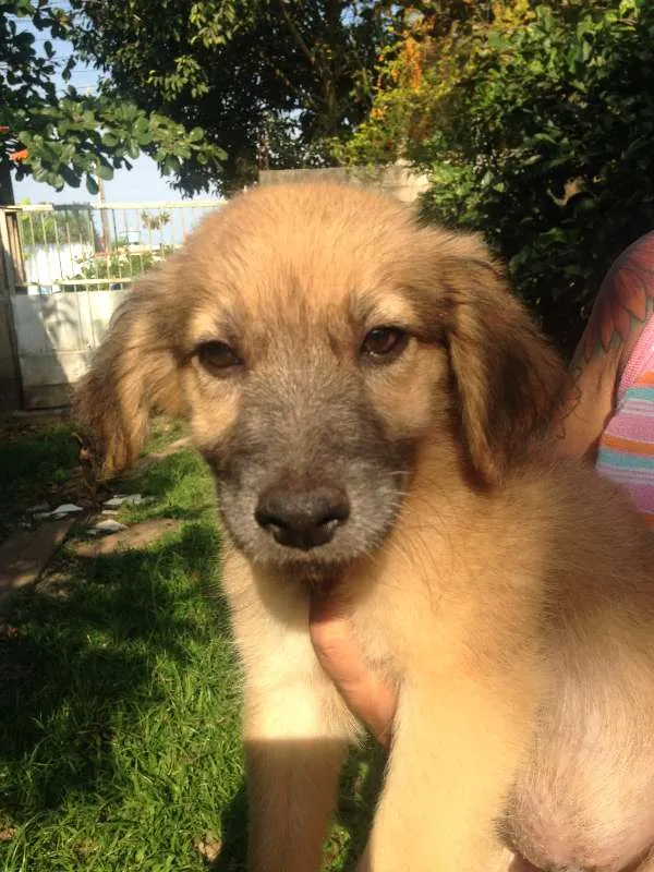 Cachorro ra a  idade 2 a 6 meses nome Caramelo