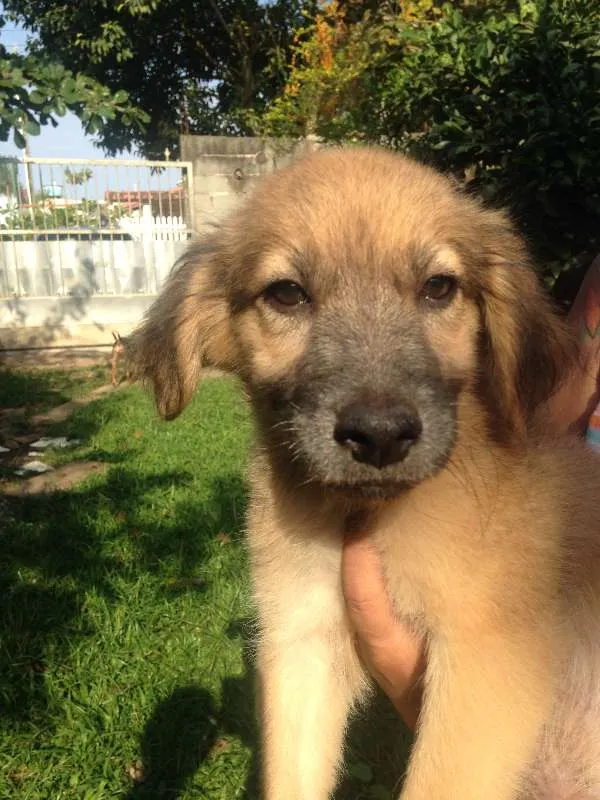 Cachorro ra a  idade 2 a 6 meses nome Caramelo