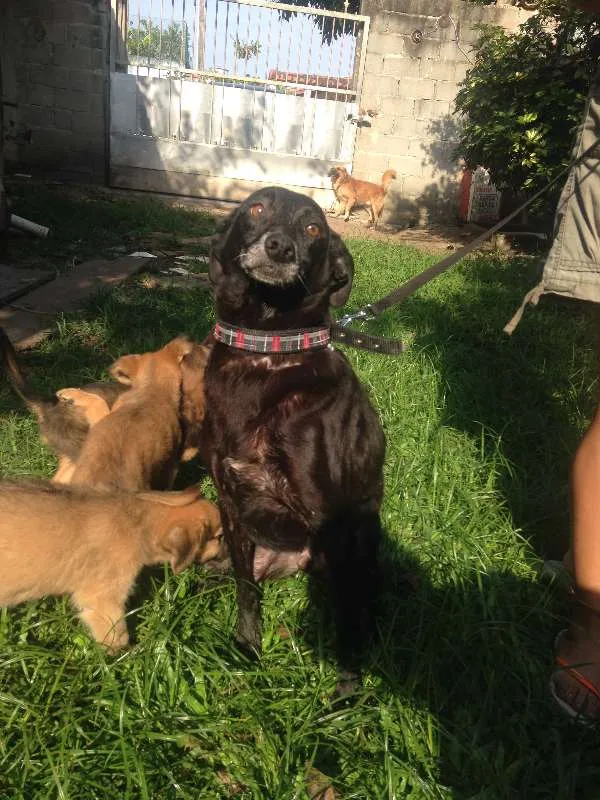 Cachorro ra a Única idade 6 ou mais anos nome Dunho
