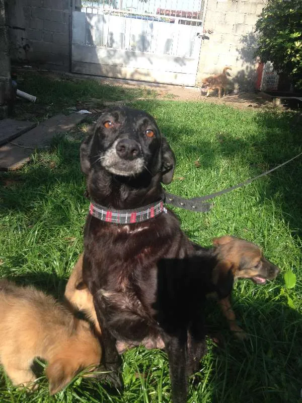 Cachorro ra a Única idade 6 ou mais anos nome Dunho