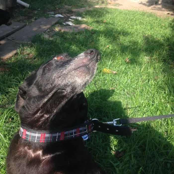 Cachorro ra a Única idade 6 ou mais anos nome Dunho