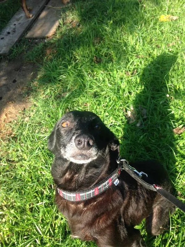 Cachorro ra a Única idade 6 ou mais anos nome Dunho