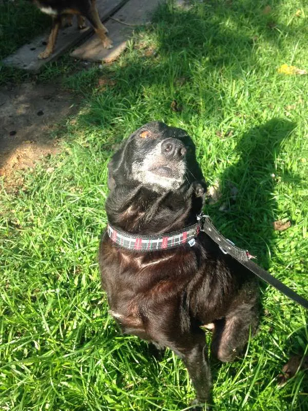 Cachorro ra a Única idade 6 ou mais anos nome Dunho