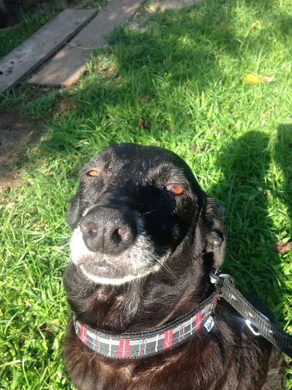 Cachorro ra a Única idade 6 ou mais anos nome Dunho