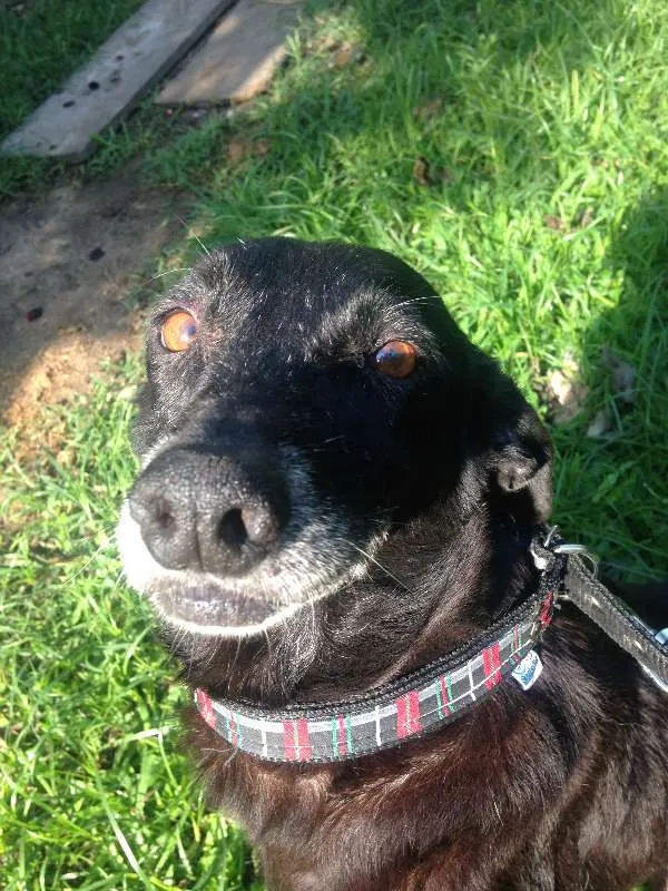 Cachorro ra a Única idade 6 ou mais anos nome Dunho