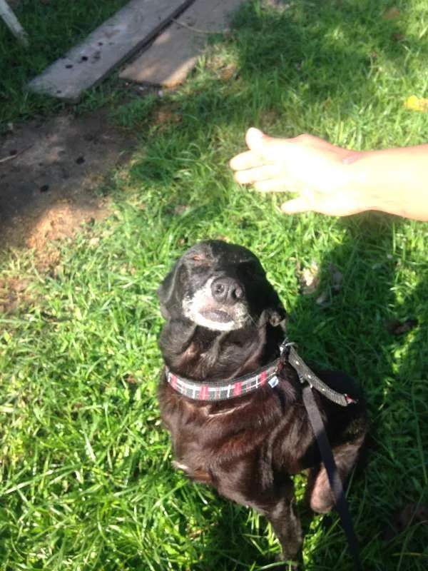Cachorro ra a Única idade 6 ou mais anos nome Dunho