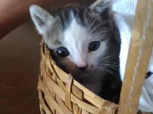 Gato raça SRD idade Abaixo de 2 meses nome Sem nome