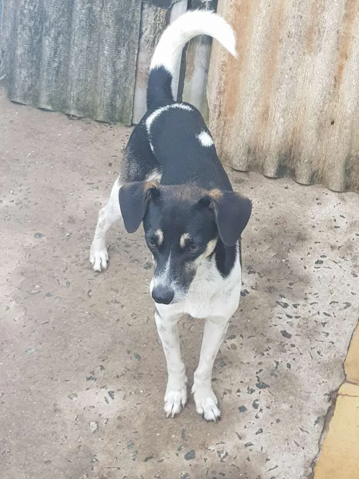 Cachorro ra a Vira-lata  idade 1 ano nome Lisa e Bart