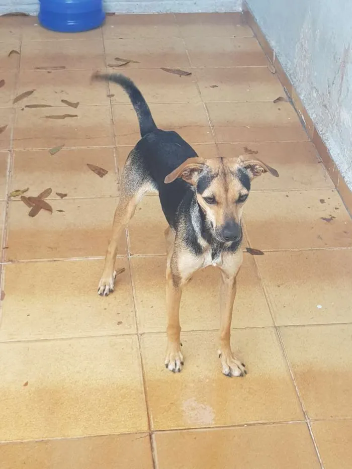 Cachorro ra a Vira-lata  idade 1 ano nome Lisa e Bart