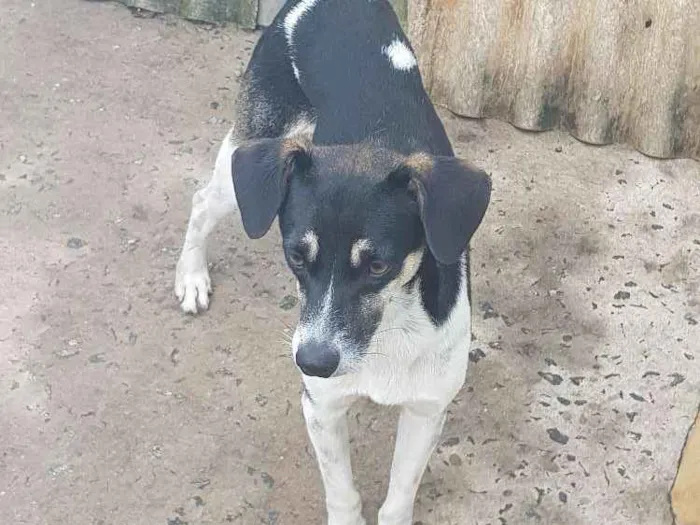 Cachorro ra a Vira-lata  idade 1 ano nome Lisa e Bart