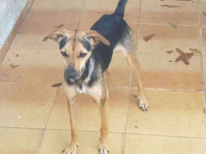 Cachorro ra a Vira-lata  idade 1 ano nome Lisa e Bart