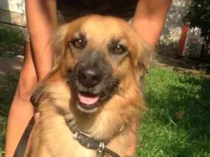 Cachorro raça  idade 2 anos nome Cabeça