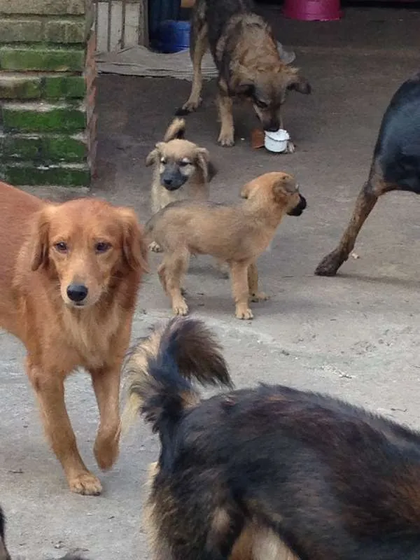 Cachorro ra a  idade 2 anos nome Anjinho