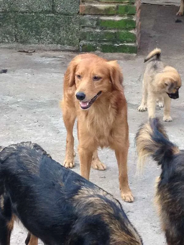 Cachorro ra a  idade 2 anos nome Anjinho