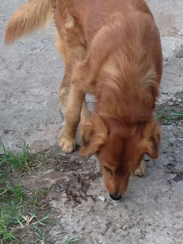 Cachorro ra a  idade 2 anos nome Anjinho
