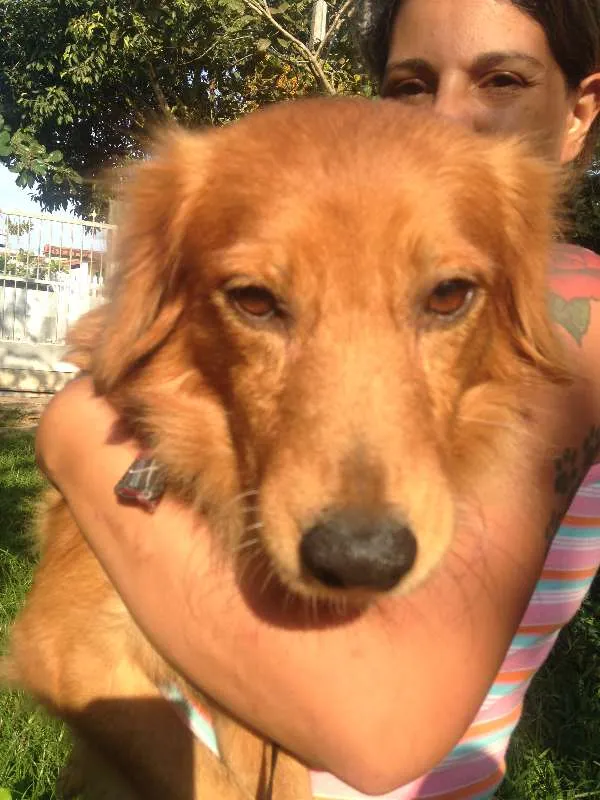 Cachorro ra a  idade 2 anos nome Anjinho