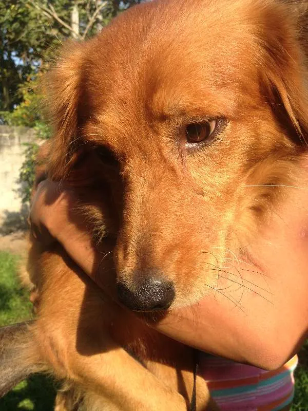 Cachorro ra a  idade 2 anos nome Anjinho