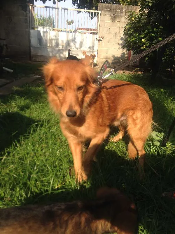 Cachorro ra a  idade 2 anos nome Anjinho