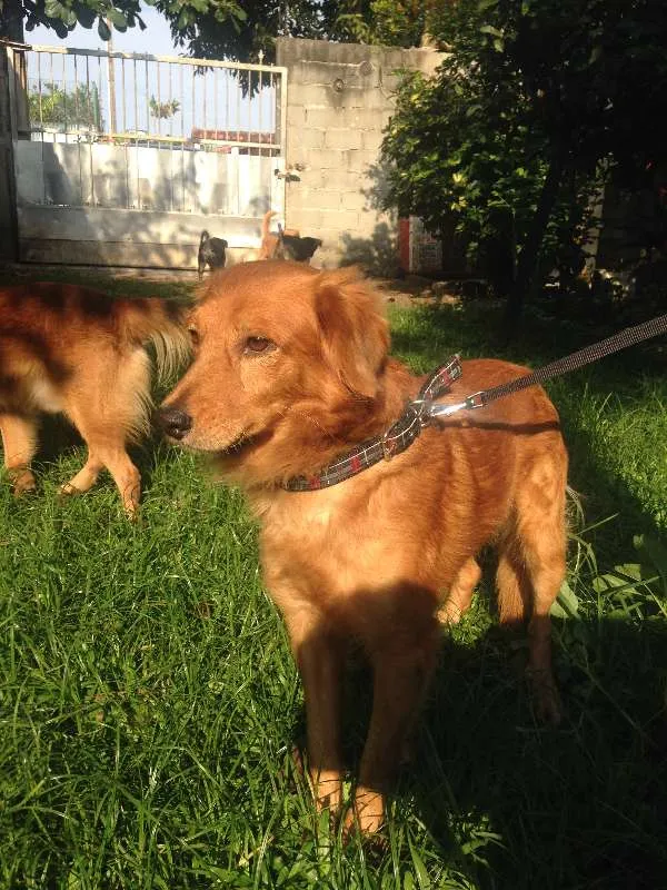 Cachorro ra a  idade 2 anos nome Anjinho