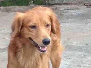 Cachorro raça  idade 2 anos nome Anjinho