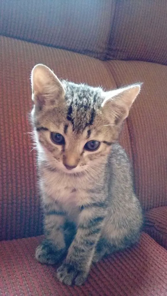 Gato ra a Sem raça idade 2 a 6 meses nome Macho