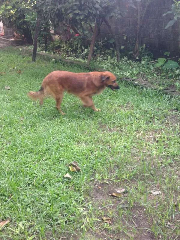 Cachorro raça  idade 2 anos nome Boca Jr.
