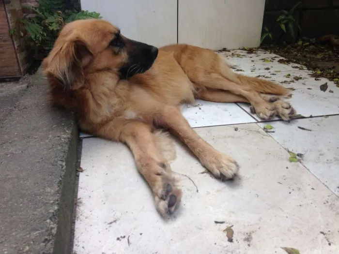 Cachorro raça  idade 2 anos nome Boca Jr.