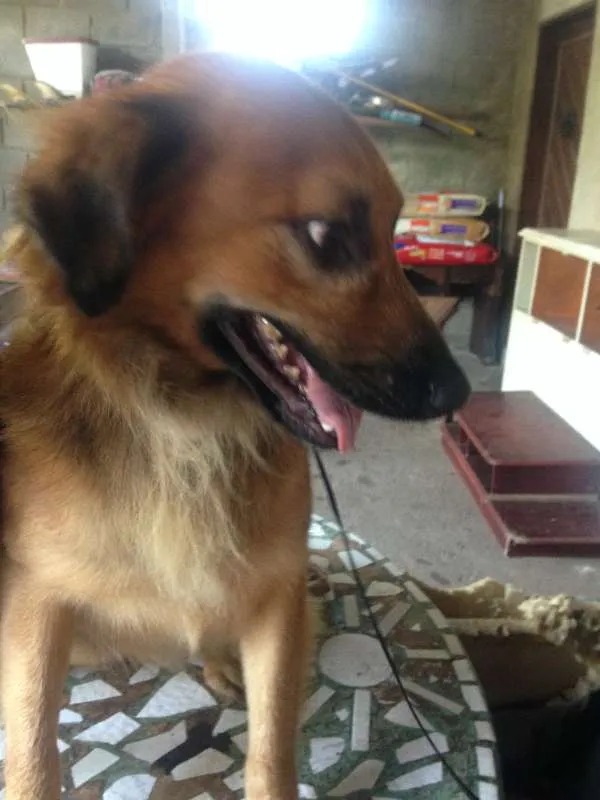 Cachorro raça  idade 2 anos nome Boca Jr.