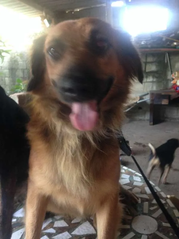 Cachorro raça  idade 2 anos nome Boca Jr.