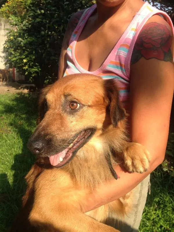 Cachorro raça  idade 2 anos nome Boca Jr.