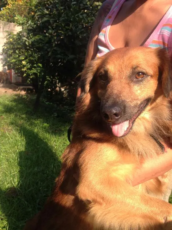 Cachorro raça  idade 2 anos nome Boca Jr.