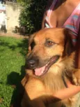 Cachorro raça  idade 2 anos nome Boca Jr.