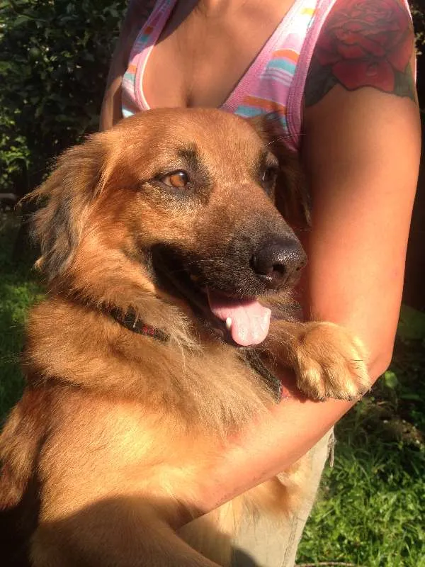 Cachorro raça  idade 2 anos nome Boca Jr.