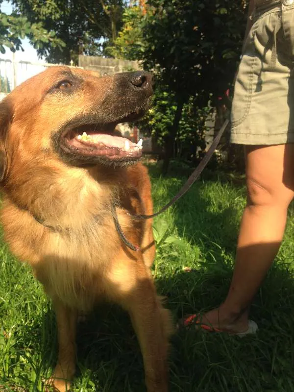 Cachorro raça  idade 2 anos nome Boca Jr.