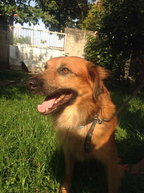 Cachorro raça  idade 2 anos nome Boca Jr.