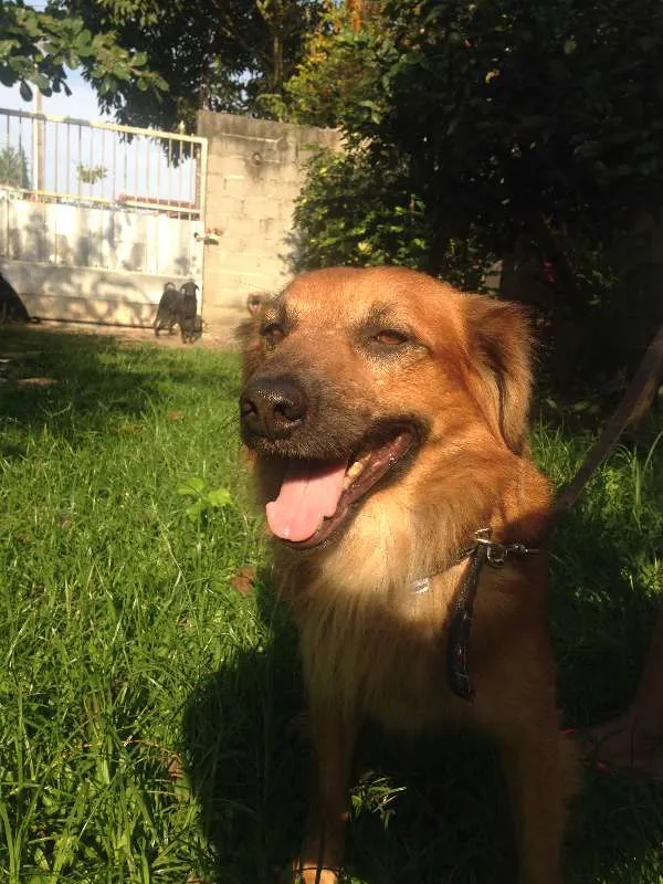 Cachorro raça  idade 2 anos nome Boca Jr.