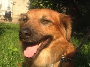 Cachorro raça  idade 2 anos nome Boca Jr.