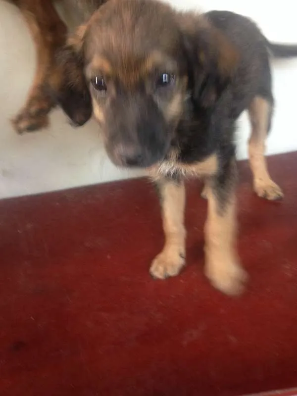Cachorro ra a  idade 2 a 6 meses nome Chocolate