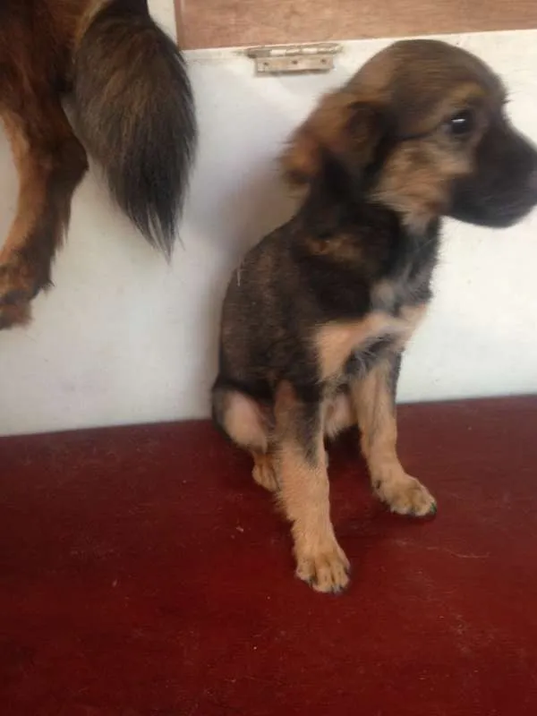Cachorro ra a  idade 2 a 6 meses nome Chocolate