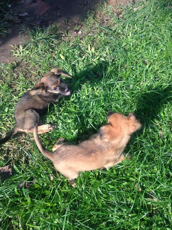 Cachorro ra a  idade 2 a 6 meses nome Chocolate