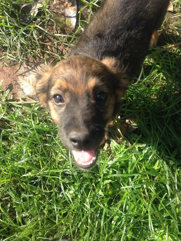 Cachorro ra a  idade 2 a 6 meses nome Chocolate