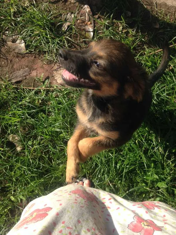 Cachorro ra a  idade 2 a 6 meses nome Chocolate