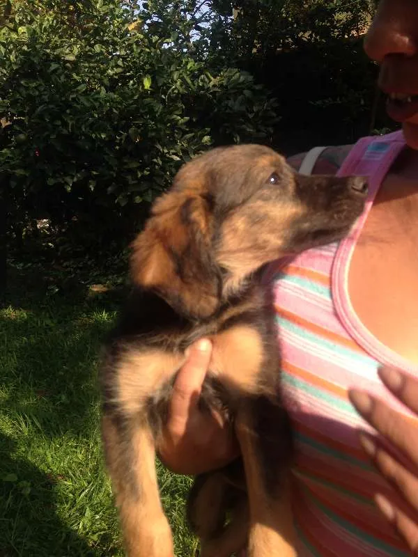 Cachorro ra a  idade 2 a 6 meses nome Chocolate