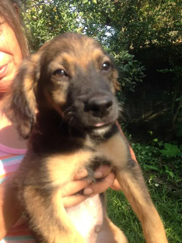Cachorro ra a  idade 2 a 6 meses nome Chocolate