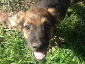 Cachorro raça  idade 2 a 6 meses nome Chocolate