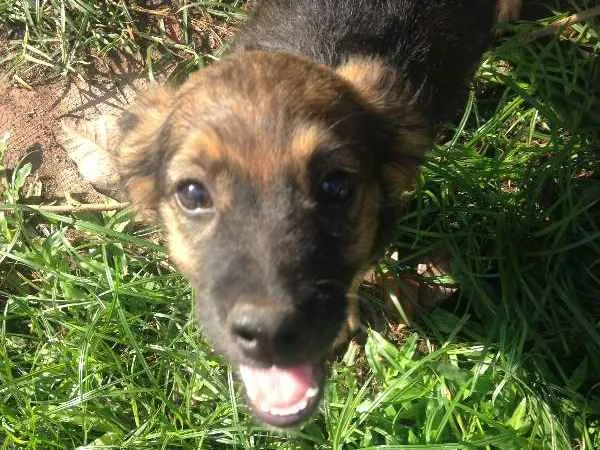 Cachorro ra a  idade 2 a 6 meses nome Chocolate